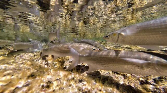 Meer&auml;schen,  Mugilidae ein Schwarm- und Speisefisch in k&uuml;stennahen Gew&auml;ssern mit Algenbewuchs