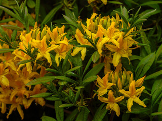 Rhododendron luteum, the yellow azalea or honeysuckle azalea, is a species of flowering plant in the heath family Ericaceae