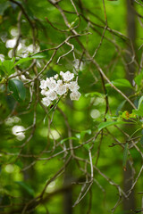 apple tree flowers