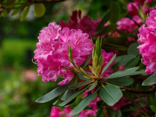 Obraz premium Roseum Elegans Rhododendron blooms in spring garden