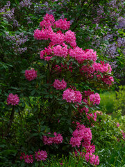 Obraz premium Roseum Elegans Rhododendron blooms in spring garden