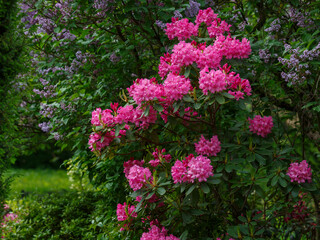Roseum Elegans Rhododendron blooms in spring garden