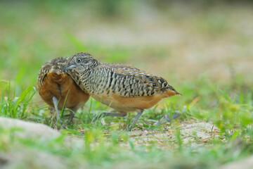 King quail, Blue-breasted quail, Asian blue quail, (Excalfactoria chinensis) female bird watching in the forest.