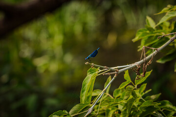 A dragonfly is sitting on a branch