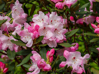 Rhododendron 'Helsinki University' is a variety of evergreen rhododendrons of hybrid origin from the Finnish series of varieties with high winter hardiness