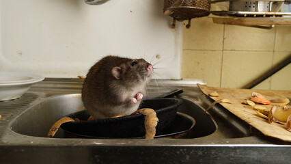 A large brown rat in the kitchen sink among potato peelings.