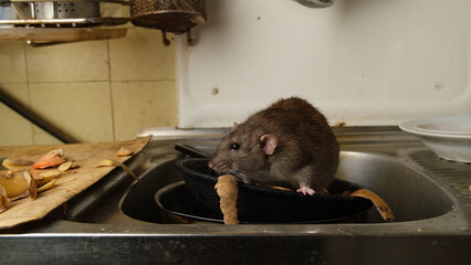 A large brown rat in the kitchen sink among potato peelings.