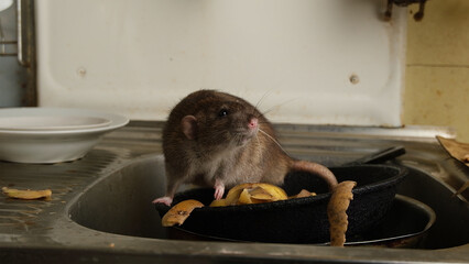 A large brown rat in the kitchen sink among potato peelings.