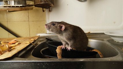 A large brown rat in the kitchen sink among potato peelings.