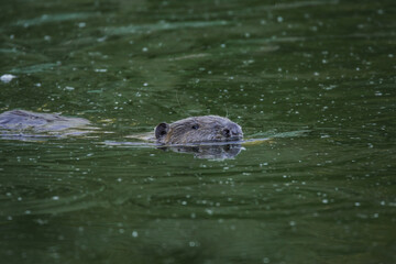 beaver swims across the river
