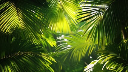 Tropical leaves pattern background with lush green palm fronds and bright lighting.