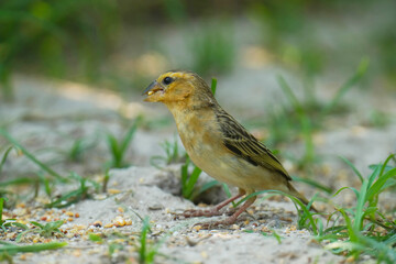 baya weaver (Ploceus philippinus) bird watching in the forest.