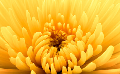 Yellow chrysanthemum flower macro shot. Chrysanthemum flower background.