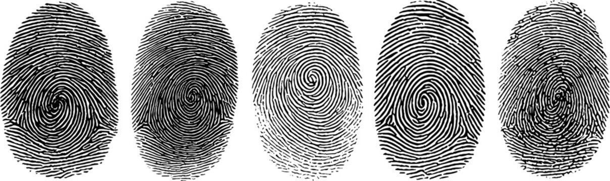 Engraved fingerprint pattern collection for security and design projects