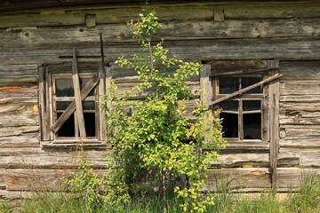 The wall of an old abandoned wooden house with boarded-up windows, as a young tree grows in front. Ukrainian Polissia, Chernihiv region.