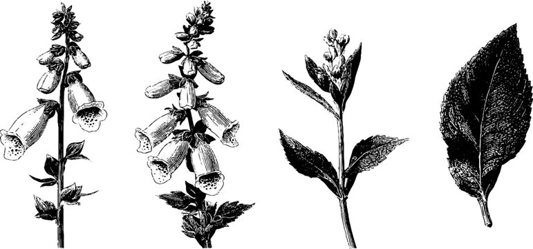 Engraved botanical illustration set of foxglove flowers and leaves for design