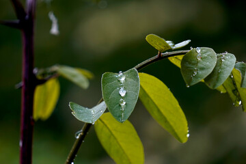 Raindrops rest gently on green leaves, glistening like tiny jewels and highlighting the natural...