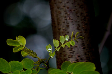 Raindrops rest gently on green leaves, glistening like tiny jewels and highlighting the natural...