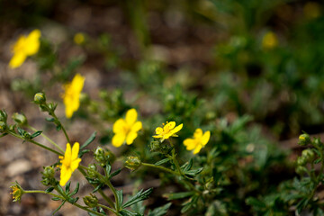 A close-up of vibrant yellow flowers in full bloom, with delicate petals and rich texture highlighted by natural light.

