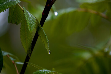 Raindrops rest gently on green leaves, glistening like tiny jewels and highlighting the natural...
