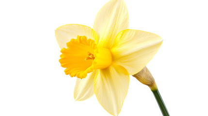 Fototapeta premium yellow daffodil isolated on white
