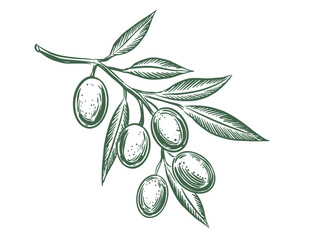 Olive branch sketch with olives and leaves	
