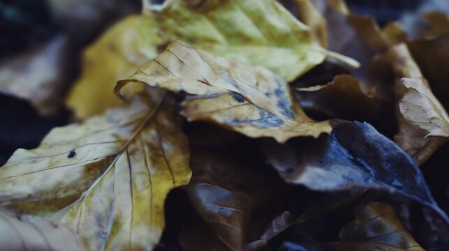 Autumnal leaves close up fallen foliage