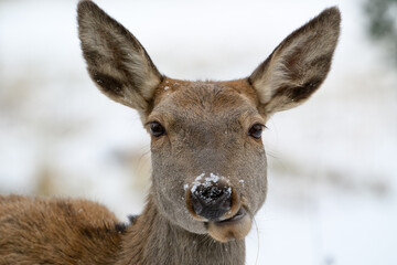 Wild deer in snow