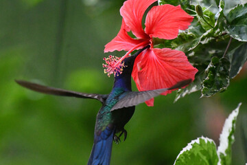 Hummingbird feeding on flower nectar