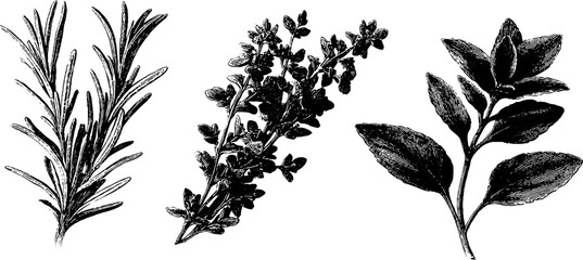 Vintage engraving of italian herbs rosemary thyme and bay leaf