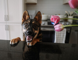 German Shepherd Puppy Happy on Kitchen Counter with Tulips