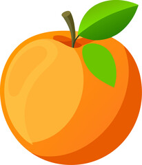 Apricot vector ,white background 