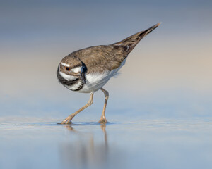 A Killdeer looks for a meal along the shore of a Wyoming wetland.