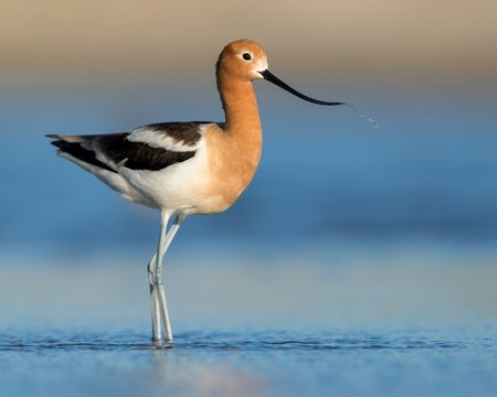 An American Avocet at home on the shore of a Wyoming wetland.