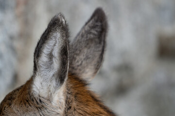 Ears of wild deer