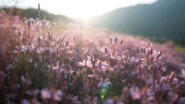 Sun-kissed purple wildflowers bloom across the field with mountains in the distance.