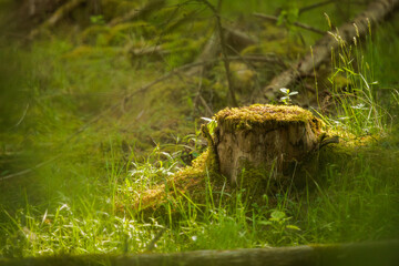 mushroom on the stump