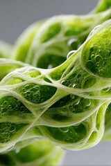 Explore the intricate texture of algae-based fiber in a high-resolution macro shot