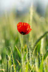 Eine Mohnblume in einem Getreidefeld