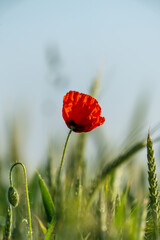 Eine Mohnblume in einem Getreidefeld