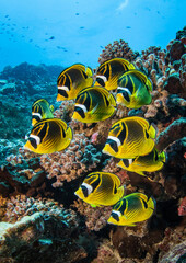 Butterflyfish, French Polynesia