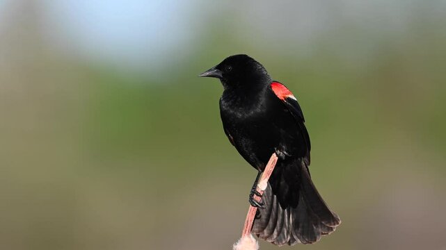Closeup of a Red-winged blackbird perched on branch in sunny weather against blur background