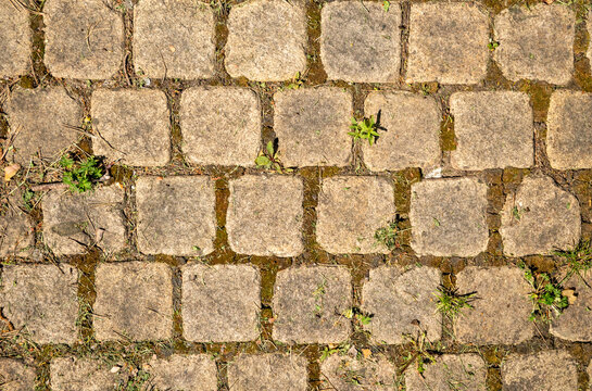 Close-up view of a paved surface featuring square stones with weeds and moss growing between them, creating a textured and natural background