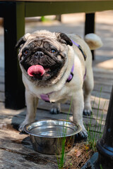 Cute pug dog with its tongue out, drinking fresh water from its metal bowl on a wooden deck during a sunny day, enjoying a refreshing moment outdoors