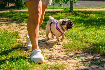 Woman wearing white clogs walking a pug dog dressed in a purple harness along a charming cobblestone path in a sunlit park, enjoying a warm summer day outdoors