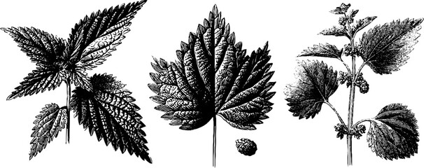 Detailed botanical illustration set of nettle leaves and plants for organic design and herbal concepts