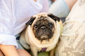 Lovely pug with a collar sitting comfortably between its owners' legs, soaking up the sun on a warm day outdoors, radiating joy and companionship in a vibrant park setting