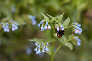 Honeybees in the garden. Bumblebee on blue flower of comfrey (symphytum). The background is blurred. Macrophotography.