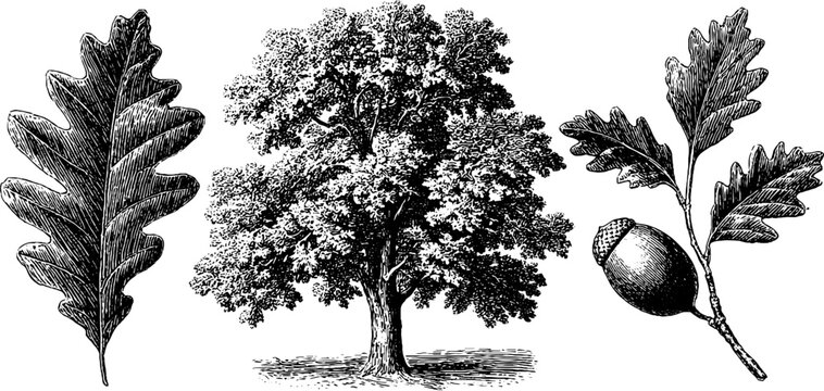 Engraved oak tree and acorn illustration set for nature design and print