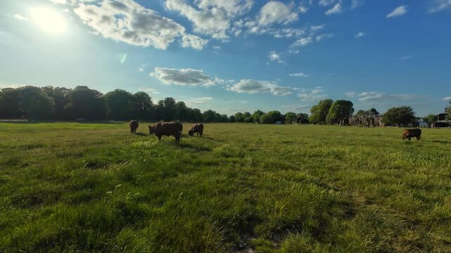 Cows grazing on Midsummer Common in Cambridge, United Kingdom